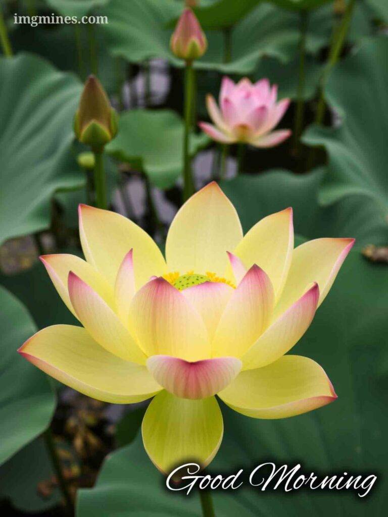 good morning image lotus 7