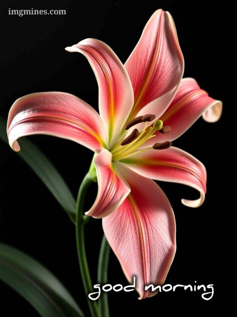 good morning images lily flowers 8